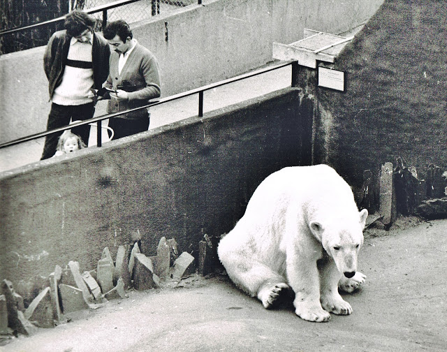 "This was at London Zoo, on the famous Mappin Terraces...apparently practical, providing a catchment for water to feed the aquarium below, but it was no place for a polar bear. [They were] living in what looked like a concrete pit, where they had to endure baking sun with only a small, grey pool for their comfort, which seemed a poor substitute for the Arctic Ocean." writes Sue Gilbert. This photo was taken in 1972. 
